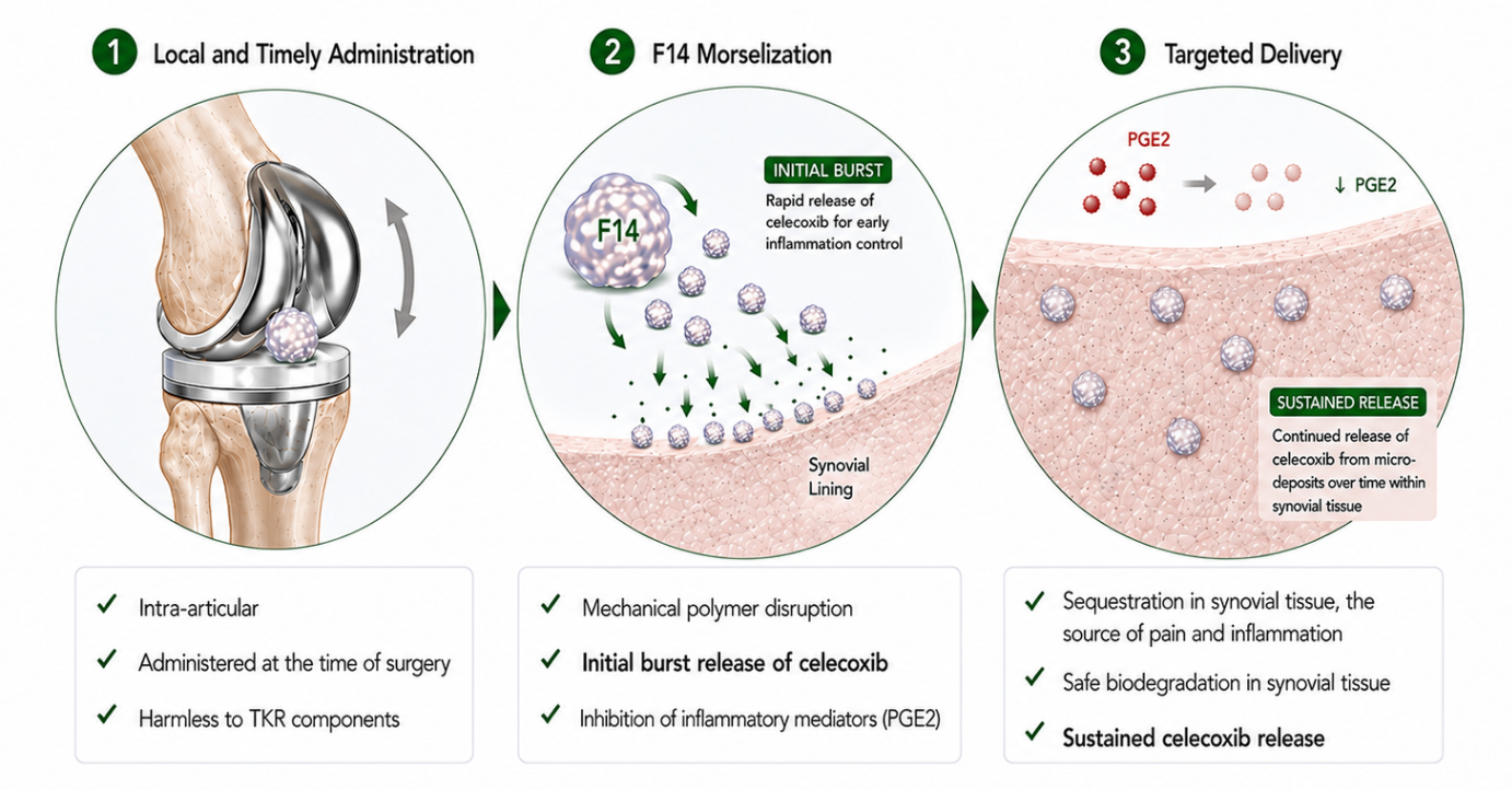 F14 Schematic — Local Administration, F14 Morselization, Targeted Delivery diagram